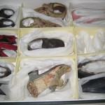 Shoes in the collection at Platt Hall